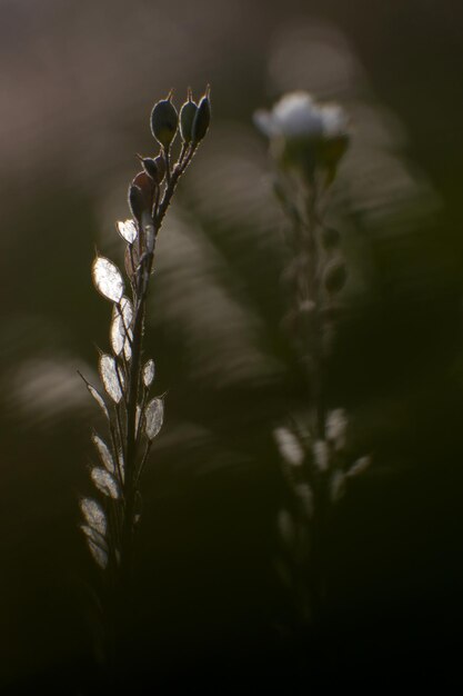 Close-up van een verwelkte plant