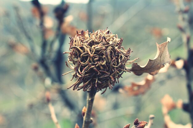 Foto close-up van een verwelkte plant