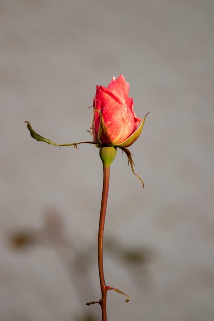 Close-up van een verwelkte roos