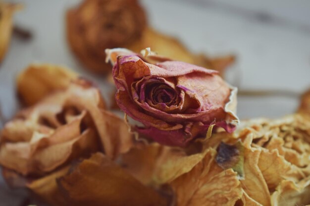 Foto close-up van een verwelkte roos