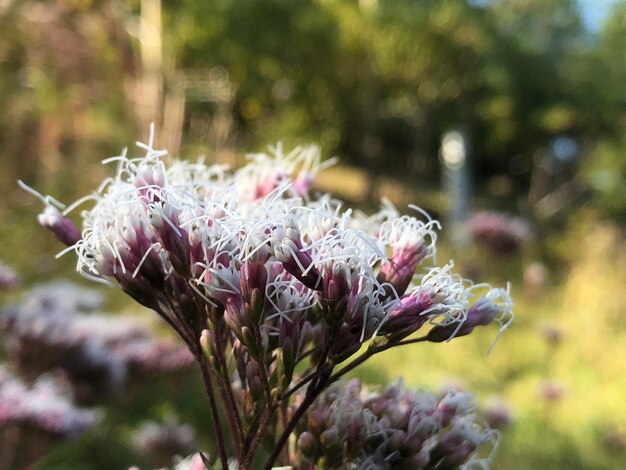 Foto close-up van een verwelkte roze bloeiende plant