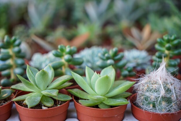 Foto close-up van een vetplant in een pot