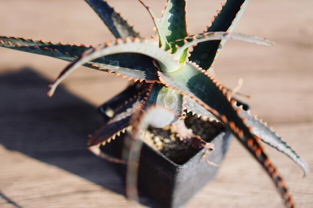 Foto close-up van een vetplant op tafel