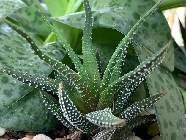 Foto close-up van een vetplant