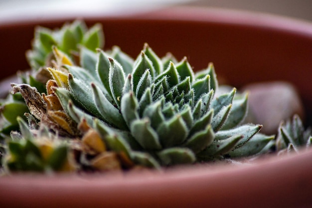 Close-up van een vetplant