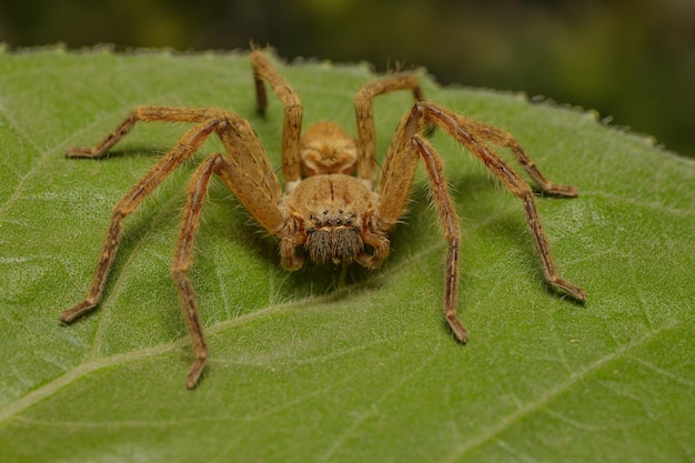 Close-up van een vissersspinnekop Ctenidae Ancylometes spon een blad