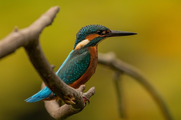 Close-up van een visvogel die op de stengel van een plant zit
