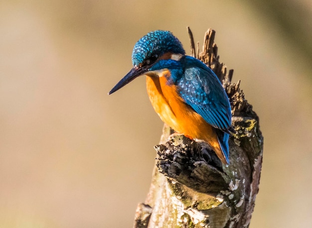 Close-up van een visvogel die op een boomstomp zit
