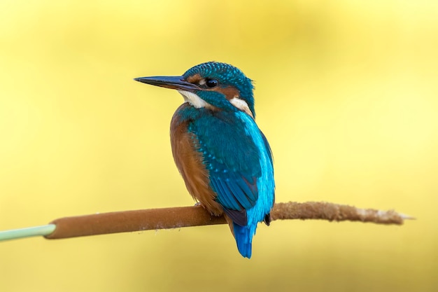 Close-up van een visvogel die op een plant zit
