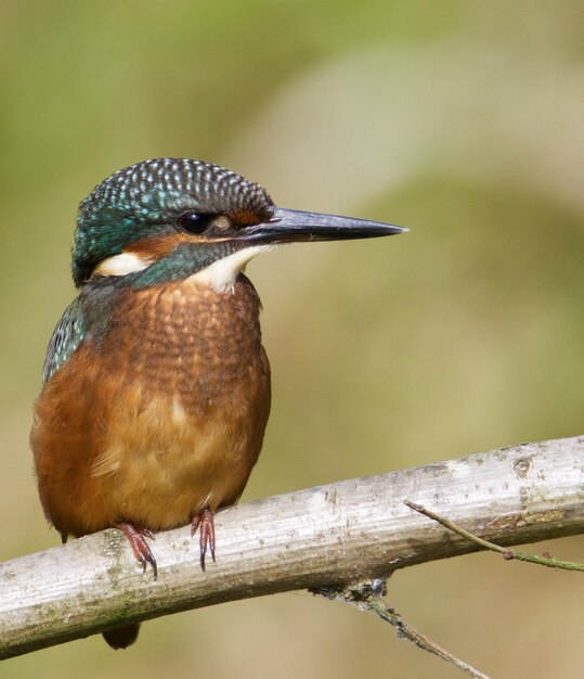 Foto close-up van een visvogel die op een tak zit