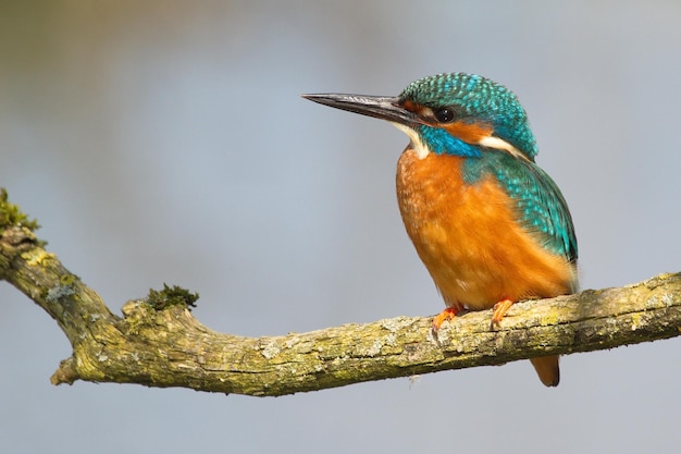 Close-up van een visvogel die op een tak zit
