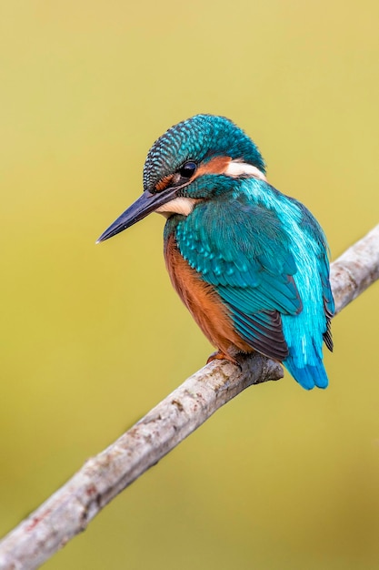 Close-up van een visvogel die op een tak zit
