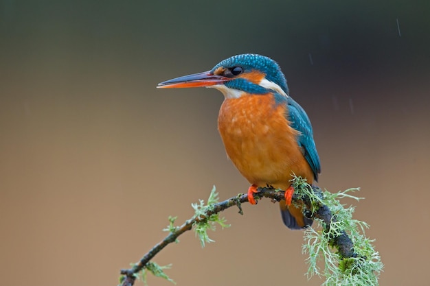 Close-up van een visvogel die op een twijg zit