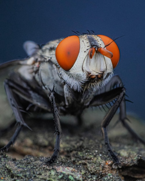 Foto close-up van een vleesvlieg