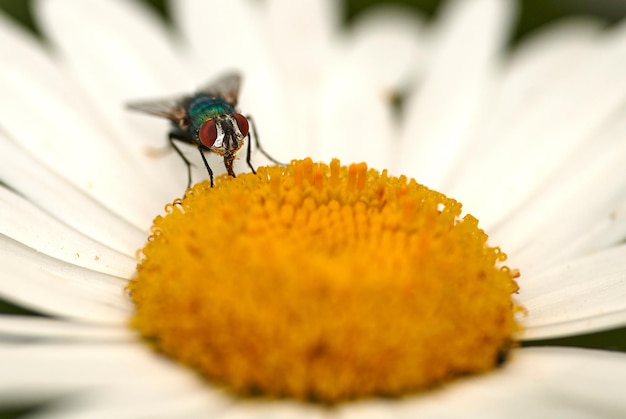 Close-up van een vlieg die een madeliefjebloem bestuift in een achtertuin in de zomer Zoom van madeliefjes die in de lente in een veld worden bestoven Bloeiende planten groeien en bloeien in een park in de natuur