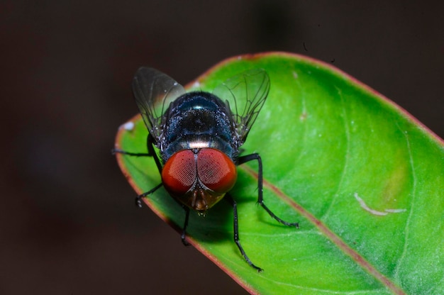 Close-up van een vlieg op een blad