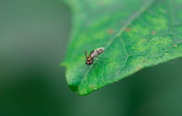 Close-up van een vlieg op een blad
