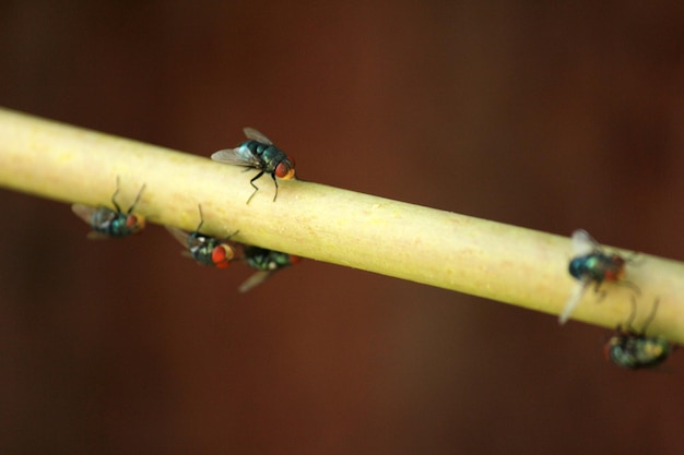 Foto close-up van een vlieg op een blad