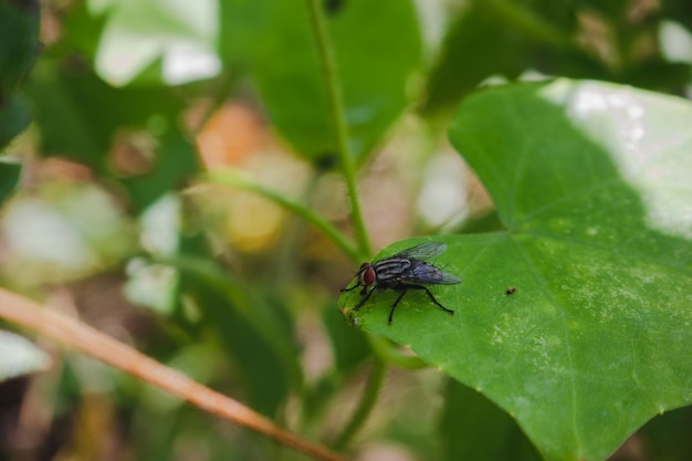 Foto close-up van een vlieg op een blad