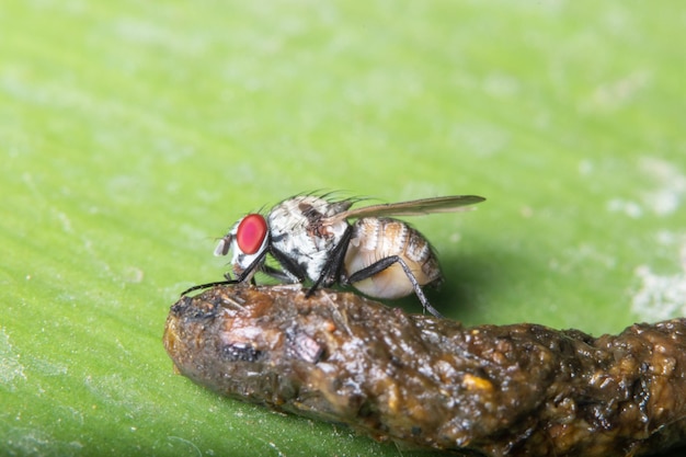 Foto close-up van een vlieg op een blad