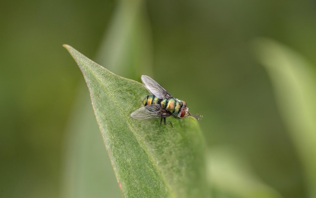 Close-up van een vlieg op een blad