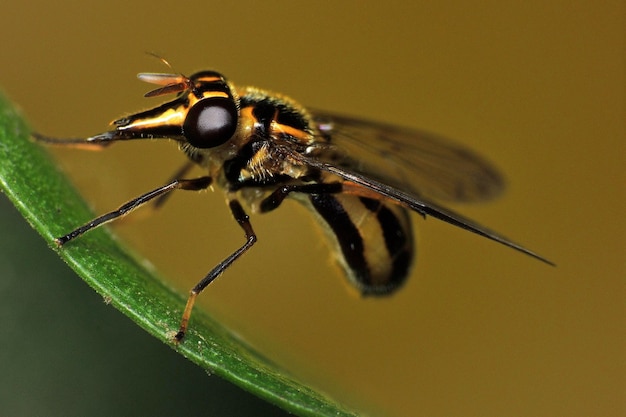 Close-up van een vlieg op een blad