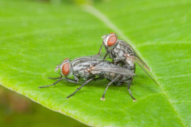 Foto close-up van een vlieg op een blad