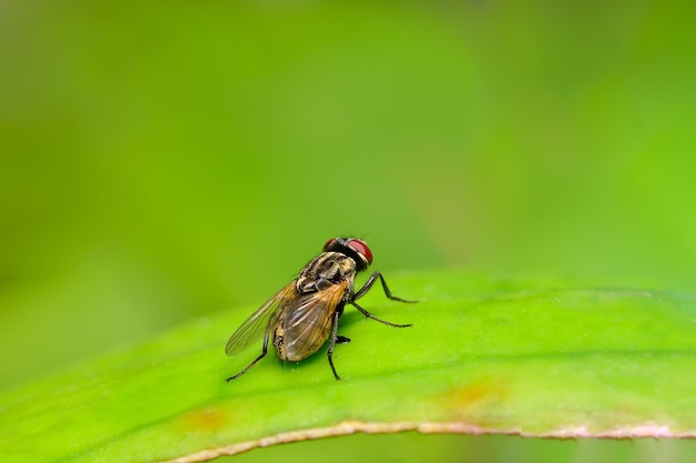 Close-up van een vlieg op een blad