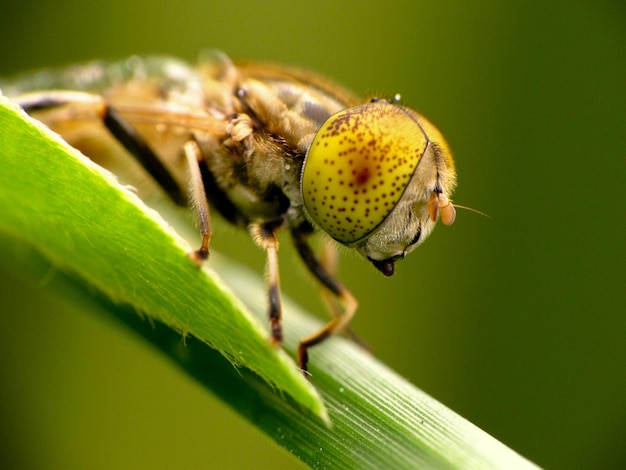 Close-up van een vlieg op een plant