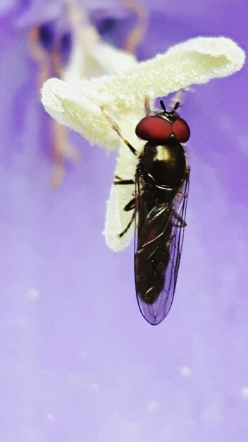 Foto close-up van een vlieg op een plant