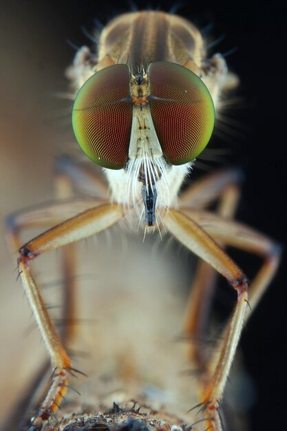 Foto close-up van een vlieg