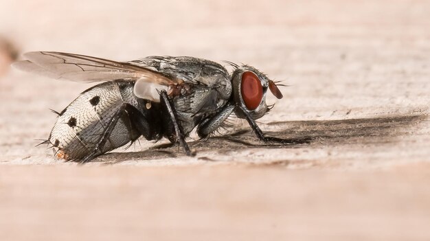 Foto close-up van een vlieg