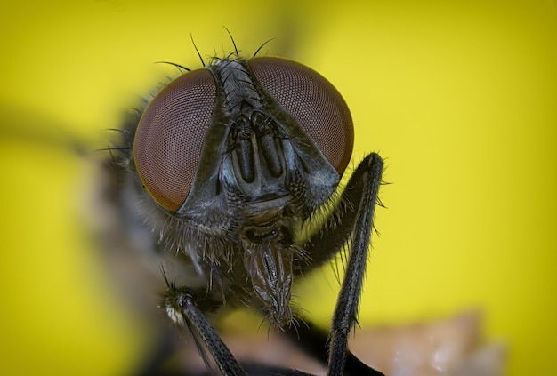 Foto close-up van een vlieg