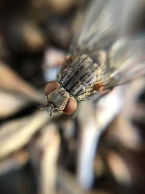 Foto close-up van een vlieg