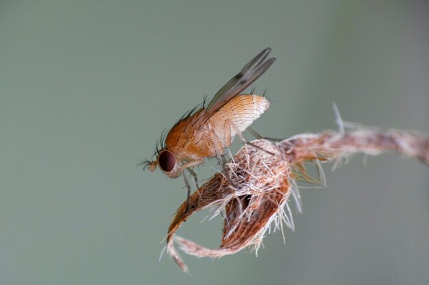 Foto close-up van een vlieg