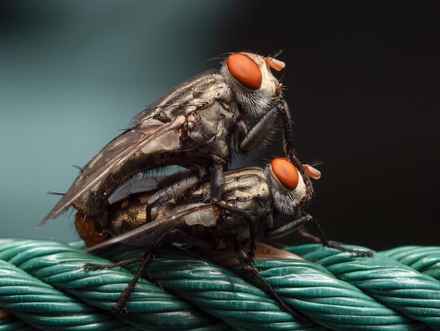 Foto close-up van een vlieg