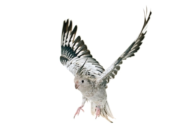 Foto close-up van een vliegende vogel tegen een witte achtergrond