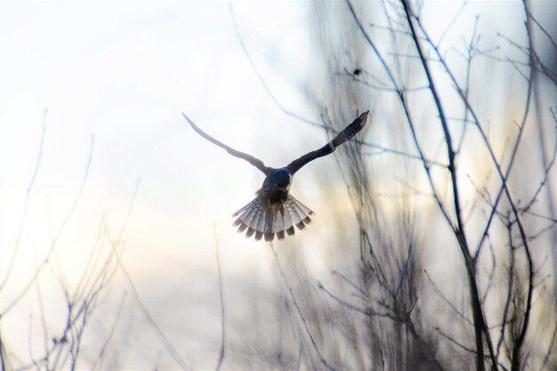 Foto close-up van een vliegende vogel