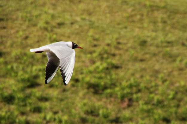 Close-up van een vliegende vogel