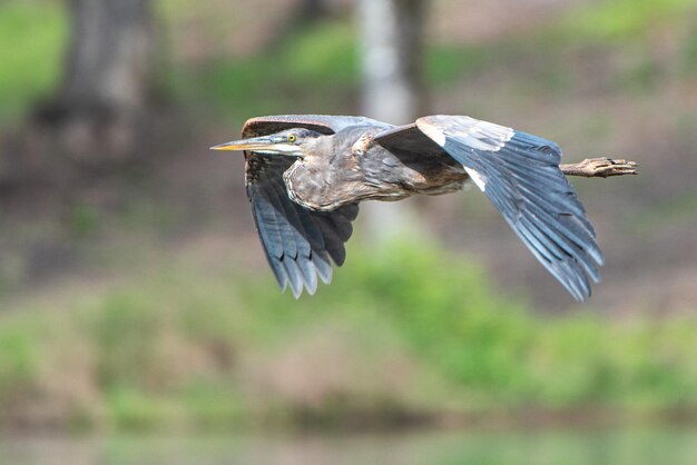 Foto close-up van een vliegende vogel