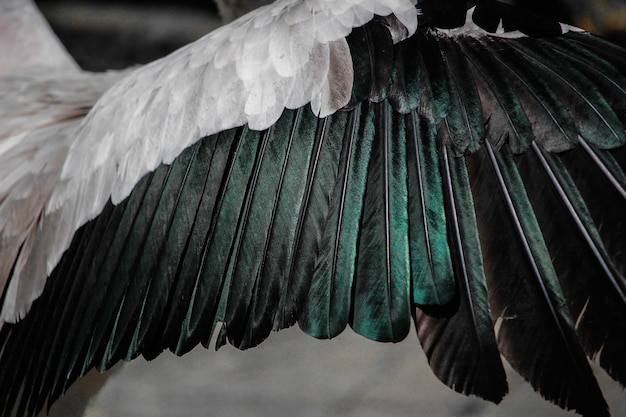 Foto close-up van een vliegende vogel