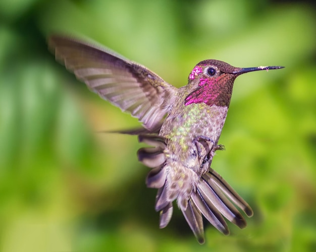 Close-up van een vliegende vogel