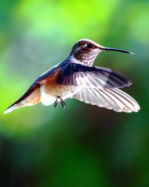 Close-up van een vliegende vogel
