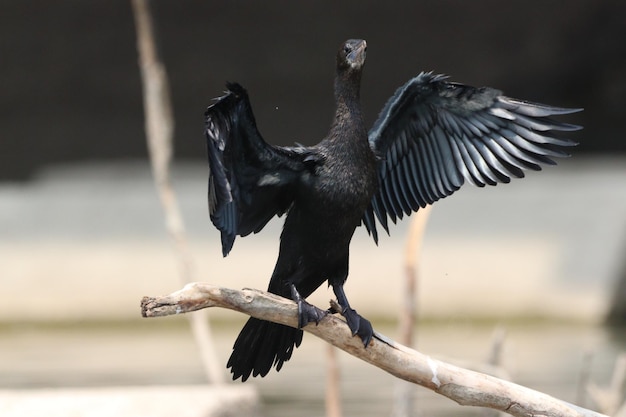 Foto close-up van een vliegende vogel