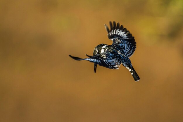 Close-up van een vliegende vogel