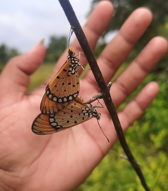 Foto close-up van een vlinder bij de hand