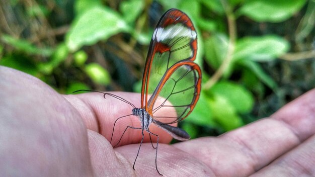 Foto close-up van een vlinder bij de hand