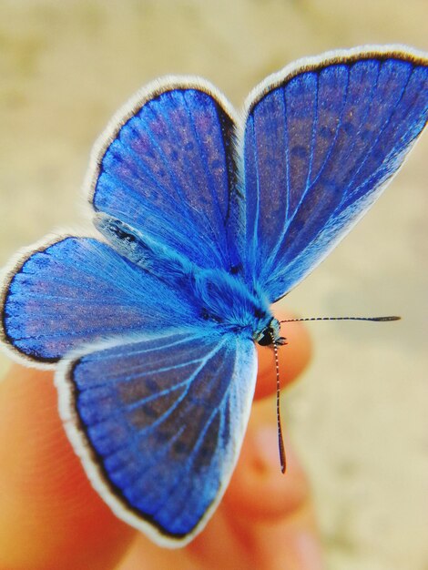 Foto close-up van een vlinder bij de hand