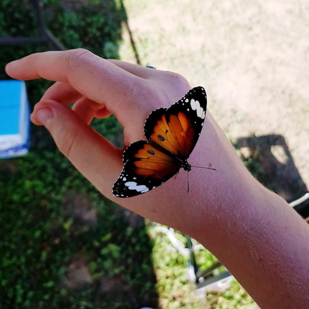 Foto close-up van een vlinder bij de hand