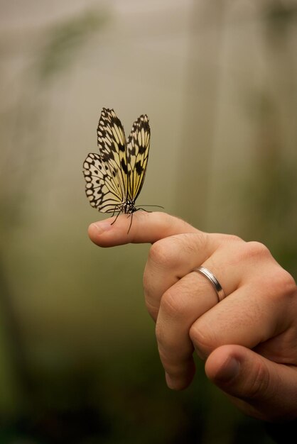 Close-up van een vlinder bij de hand